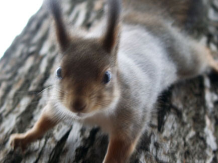 МАТРИЦА РЕВОЛЮЦИЯ