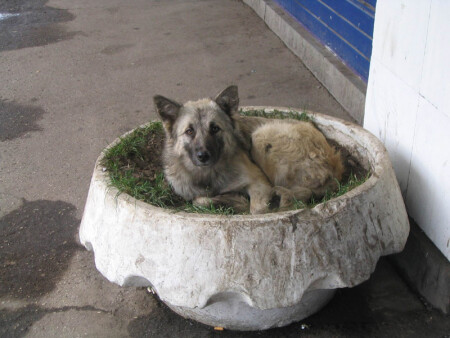 Куплю квартиру