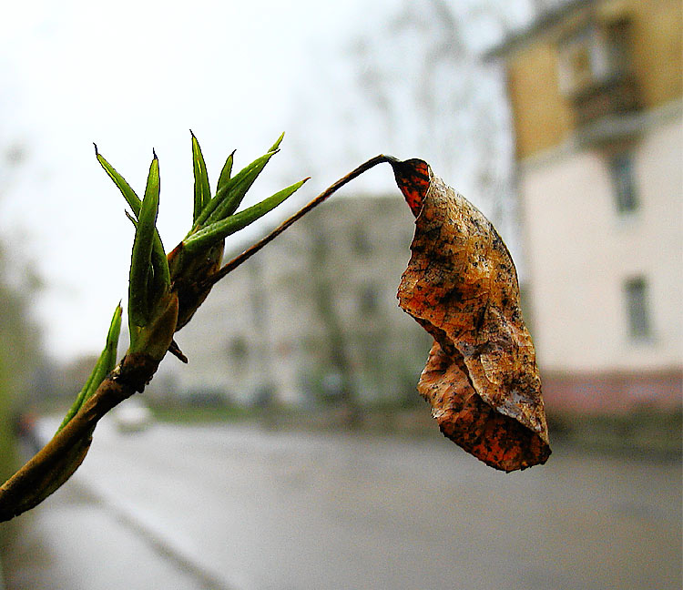 Пережиток