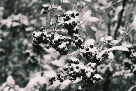 Первый снег