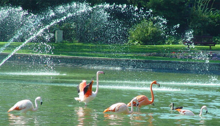 Фламинго