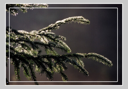 Здесь лапы у елей ...