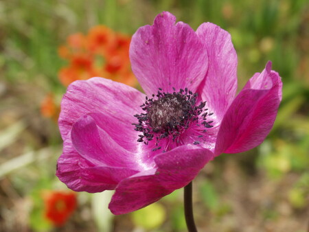 Flowers (Анемон01)