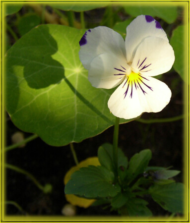 Застенчивый