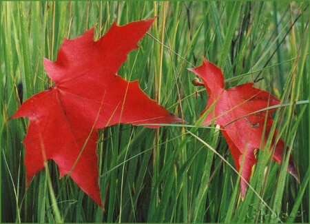 Октябрьский звездопад