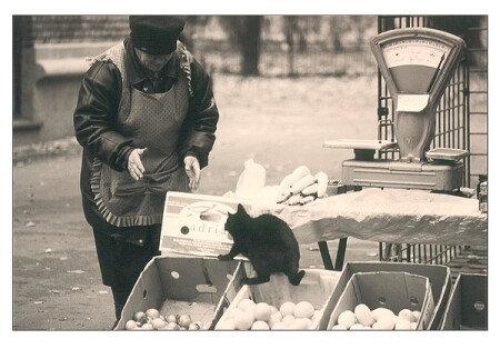 "Как обидно быть черным котом!"