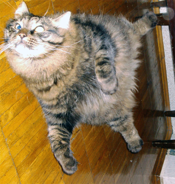 Милый котик 8-)
