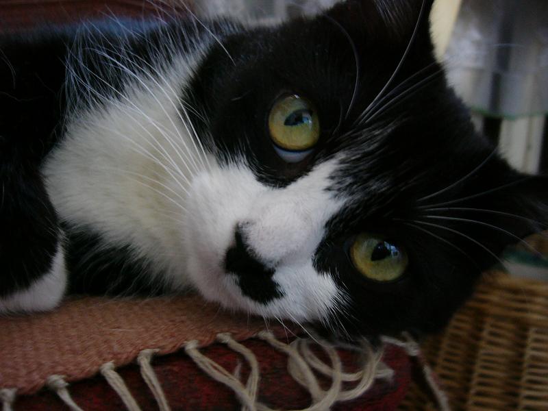 Кошка