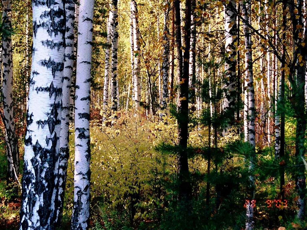 Когда это было, когда это было - во сне на иву