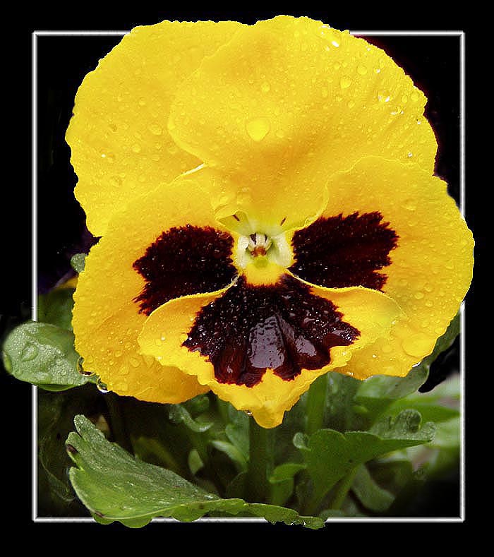 Viola wittrockiana или Анютины глазки 