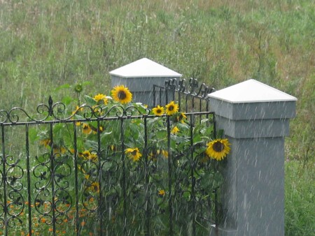 В ожидании лета