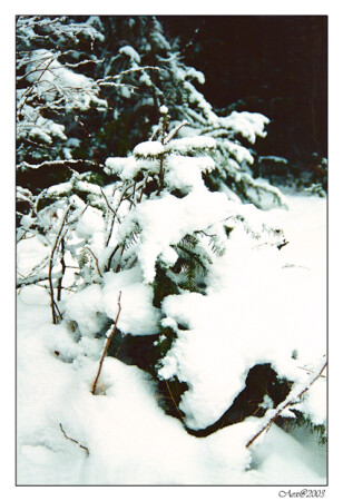 В осеннем снегу...