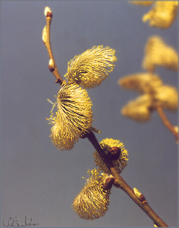 Вербное воскресенье