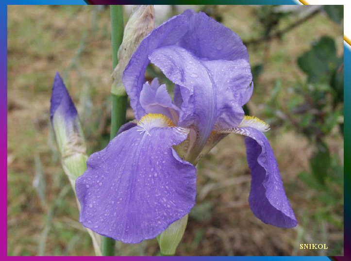 IRIS_01