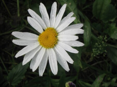 simply white
