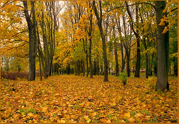 &quot;Золотой ковёр&quot; (Шлиссельбург, Кировский р-н, Ленинградская обл.)