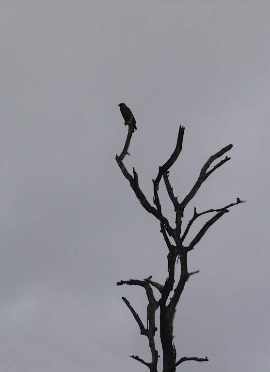Bird of prey
