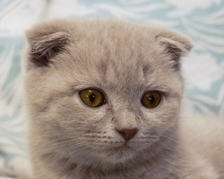 Кошк