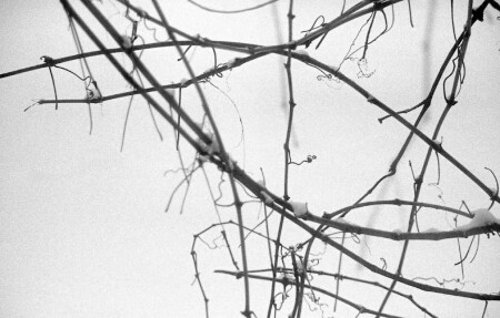 Winter vine