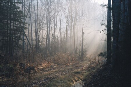 Старая лесовозная