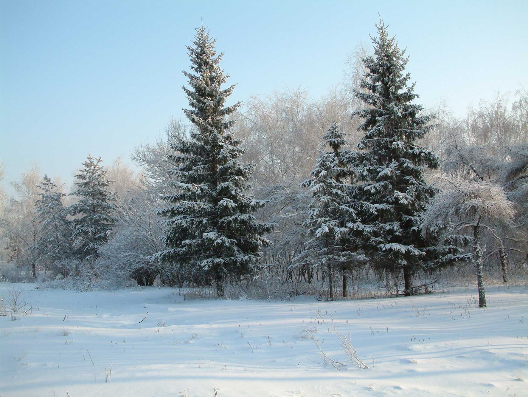 Елки