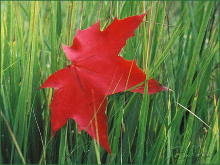 Красная звезда на зеленом знамени ислама