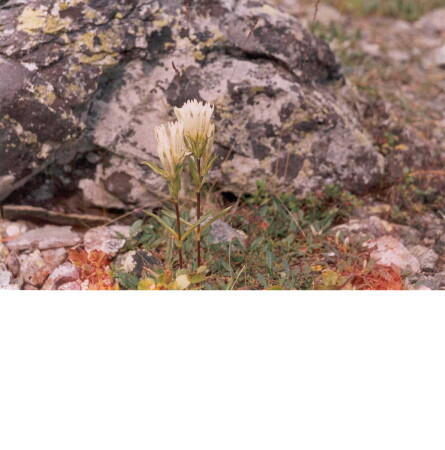 Сладкая парочка