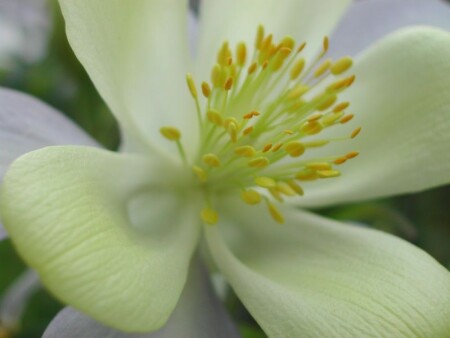 В альбом Купчинской домохозяйки №1