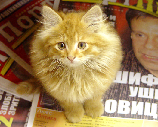 Кот Пилот пропал на улице 11 ноября.