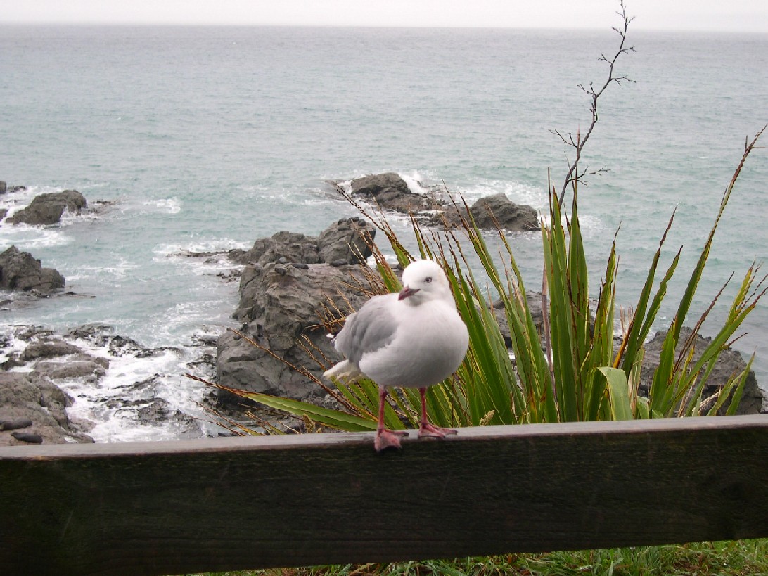 New Zealand 2003