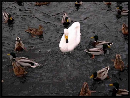 *ГАДКИЙ УТЕНОК*