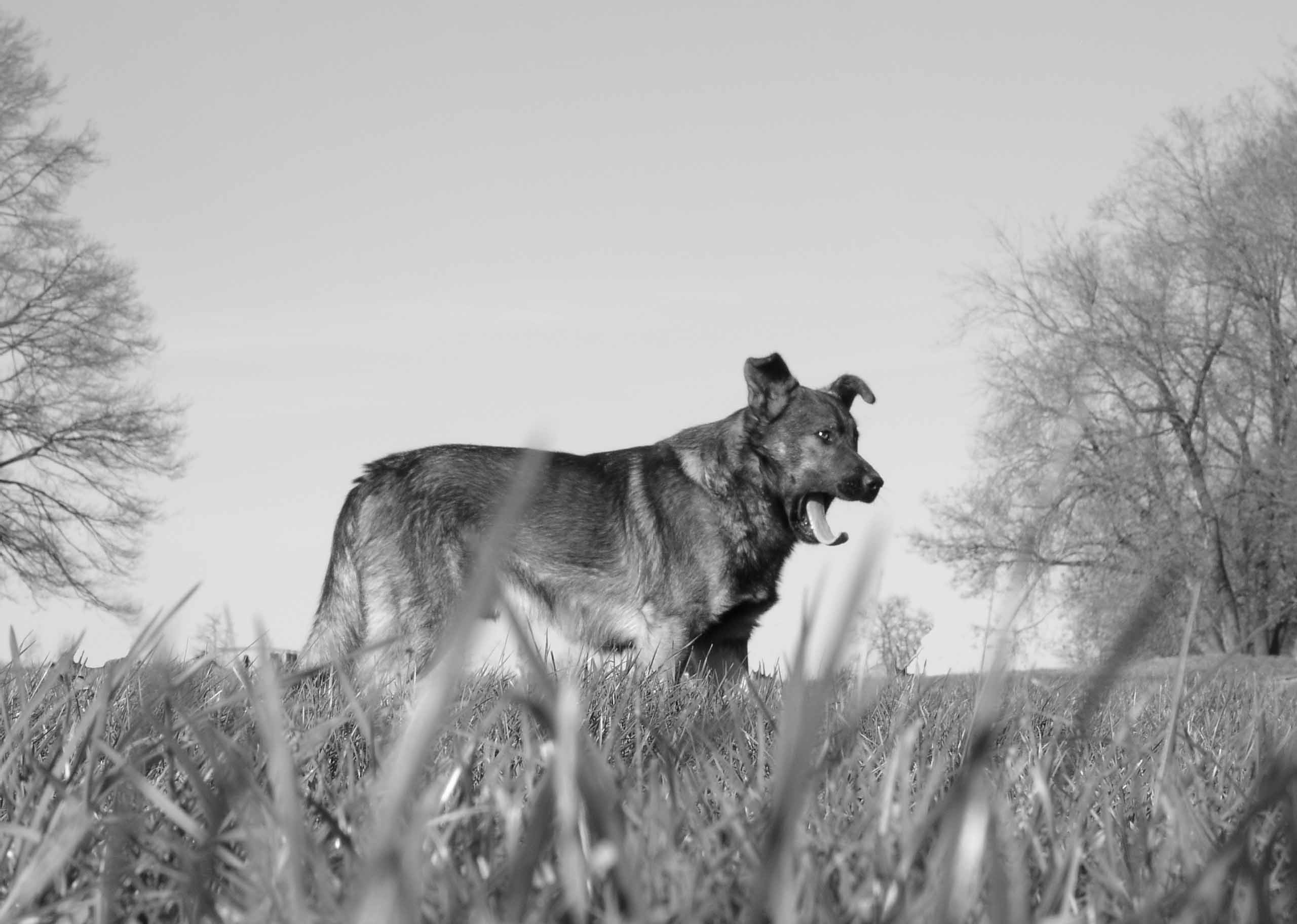 dog