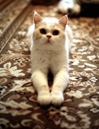 Древнего египетского рода...