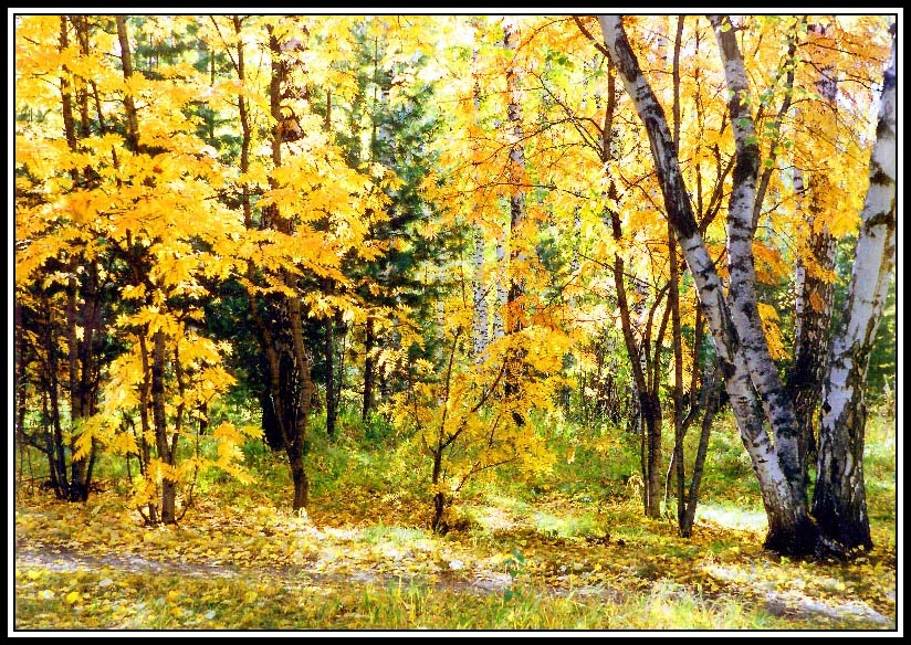 Фотоохота за солнечными зайчиками в осенней листве и траве