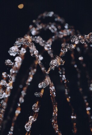 Живое колье