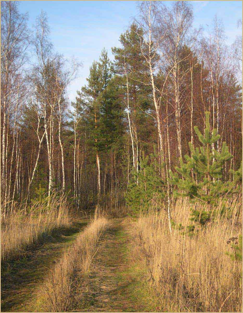 Лесная дорога