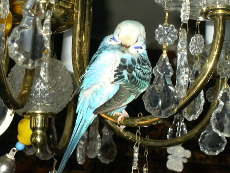 Счастье Птичье