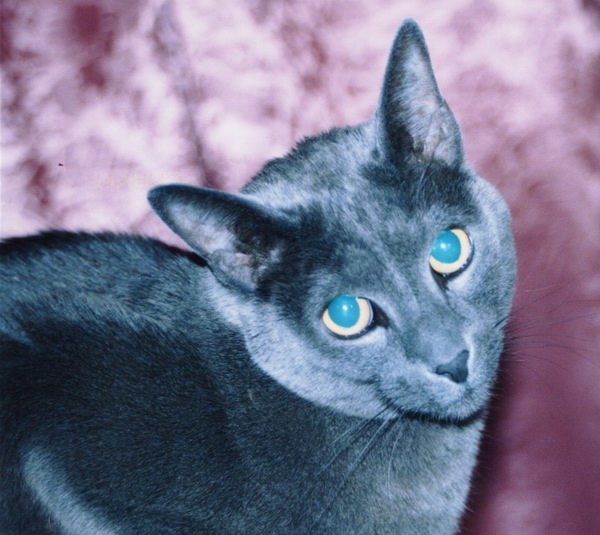 Marchcat!
