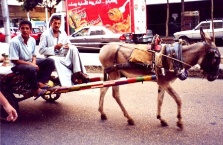 маленькая жизнь Каира