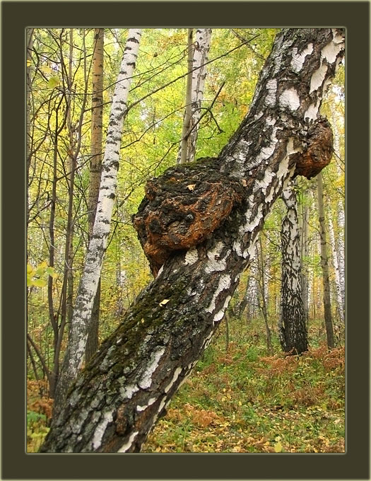 Лес и его обитатели