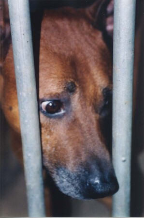 Собачья жизнь...