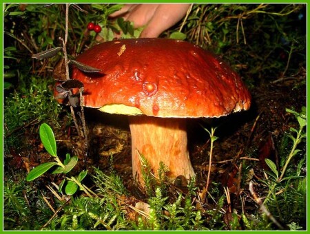 из летнего альбома...(грибок2)