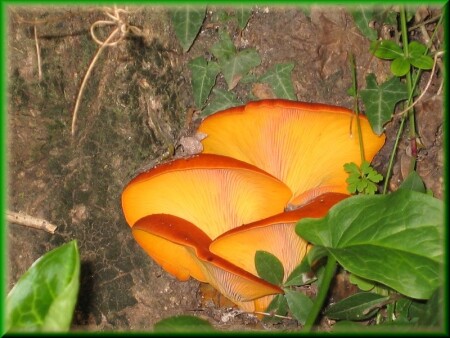 Съедобный?!