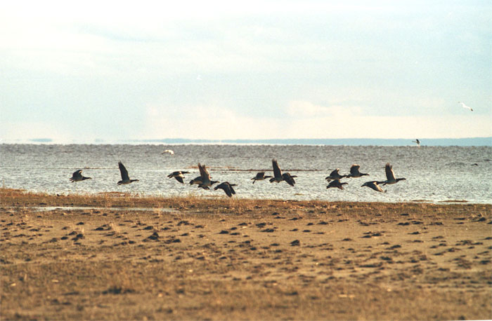 Белощекие казарки