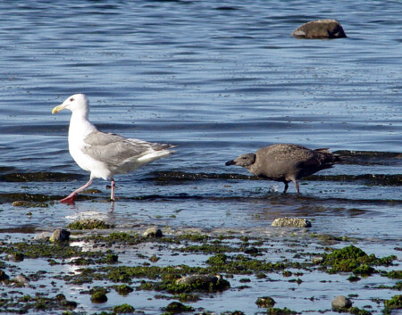 Самец или не самец?