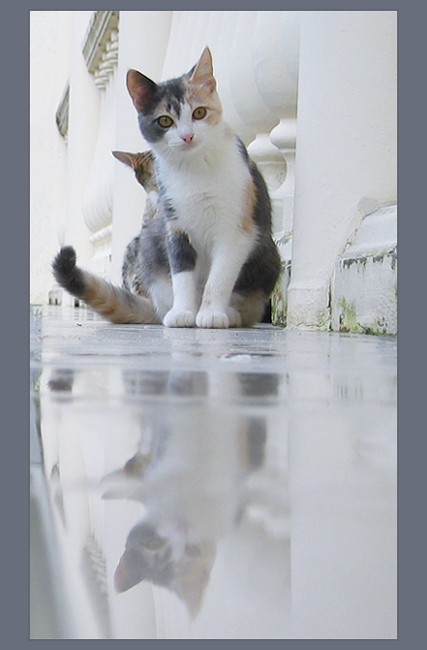 Cats