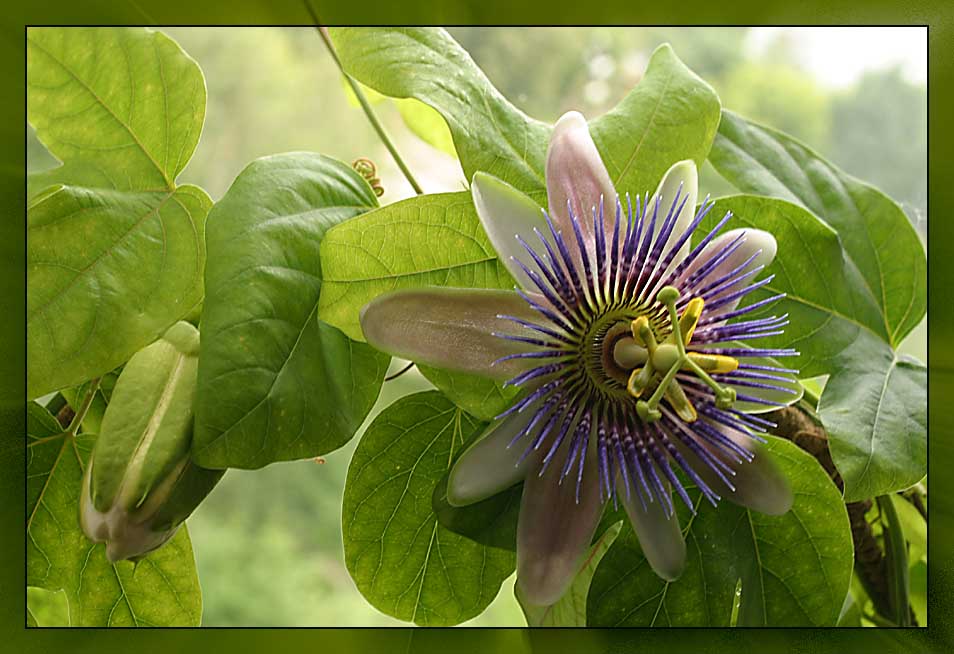 Passiflora Caerulea