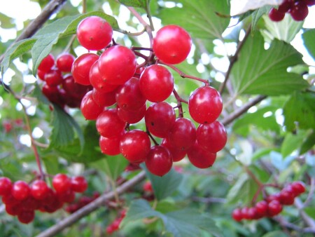 Калина красная