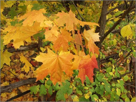 Заросшая околица