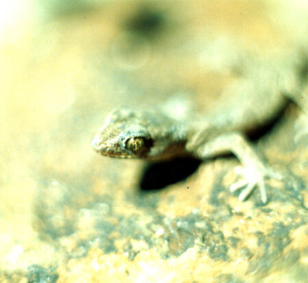 Хозяйка Медной горы